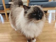 -滚猫咖啡·猫咖·猫友好撸猫(未来城店)
