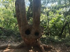 -上海佘山国家森林公园天马山园