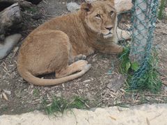 -栾川竹海野生动物园
