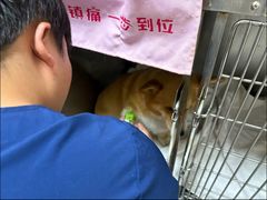 -康成宠物医院24H·CT·核磁共振