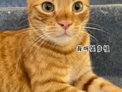 -佶政筋饼·新概念(安阳路店)