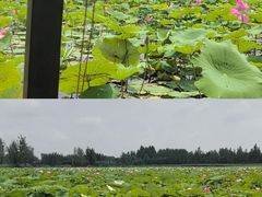 -黄河故道国家森林公园