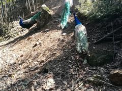 -贵州森林野生动物园