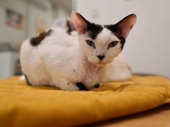 -有喵·猫咖·狗咖·30几只猫10只小狗(岗厦店)