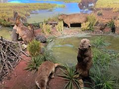 -陕西自然博物馆