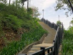 -王借岗森林公园