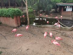 -清迈夜间动物园