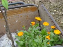 -南汇桃花村