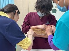 -北京观赏动物医院·24小时大型综合·猫专科·异宠专科