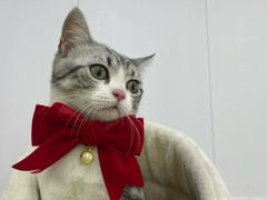 -屋虎猫馆(宝安大仟里店)