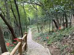 -上海佘山国家森林公园天马山园