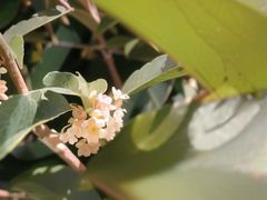 -上海滨江森林公园