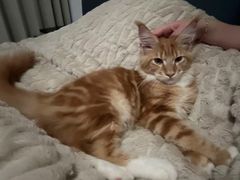 -猫十亿·布偶金渐层·曼基康矮脚猫舍(青年路店)