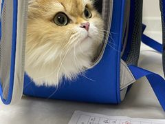 -中农国际动物医院24小时·猫科·骨科·急重症中心