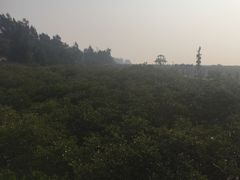 -北海金海湾红树林生态旅游区