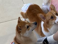 -怪兽屋·羊驼·猫咖·狗咖(俊华广场店)