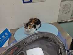 -特一安24小时宠物医院·骨科·中兽医