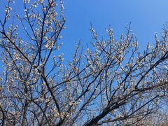 -香雪海