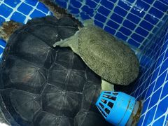 -徽三说·土徽菜·中国徽菜连锁品牌(一中店)