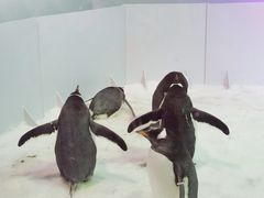 -正佳极地海洋世界