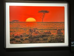 -罗红摄影艺术馆