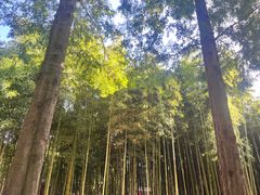 -黄海国家森林公园