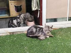 -楼上猫咖(罗湖店)