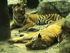 -北京野生动物园