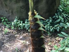 -南山植物园