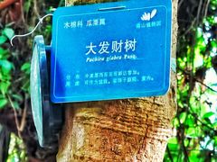 -南山植物园