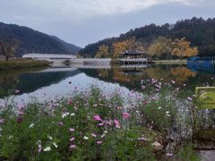 -千年银杏谷文化旅游区