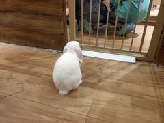 -猫猫幼稚园·撸猫·桌游·电玩