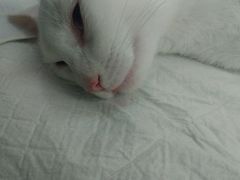 -爱侣宠医·鹦鹉专科·小型哺乳类·异宠专科(灵石路店)