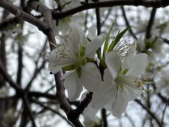 -桃花堤公园