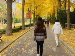 -三里屯东五街银杏大道