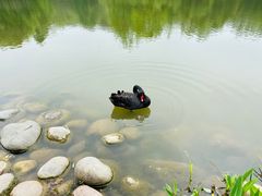 -成都大熊猫繁育研究基地