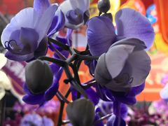 -越秀西湖花市(广州城市广场花卉店)