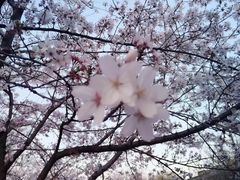 -鸡鸣寺