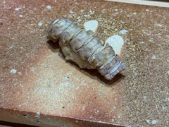 -荣一代目OMAKASE板前料理