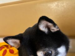 -柴の食堂·日式家庭料理·熊之肆(大学路店)