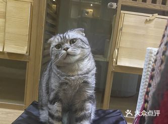 店猫百态，很难想象小宝到底是怎么做出这些表情的