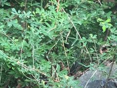 -云岫谷游猎自然风景区