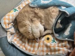 -关爱动物医院·心脏·中兽医·异宠(金牛路分院)