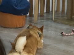 -柴迷FANS CLUB·柴犬狗咖·猫咖