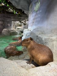 -Zoolung Zoolung动物主题公园(海信广场店)