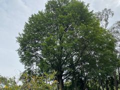 -白云山风景名胜区