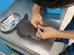 -瑞派宠物医院(搏威敦和院)