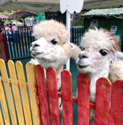 -萌宠亲子动物乐园(槐房万达店)