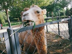 -长白岛森林公园