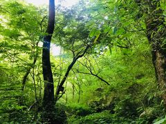 -青峰峡国家森林公园